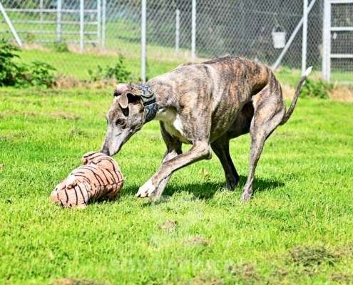 Galathea-Greyhound