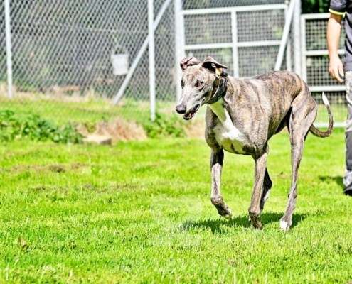 Galathea-Greyhound