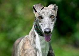 Galathea-Greyhound