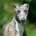 Galathea-Greyhound