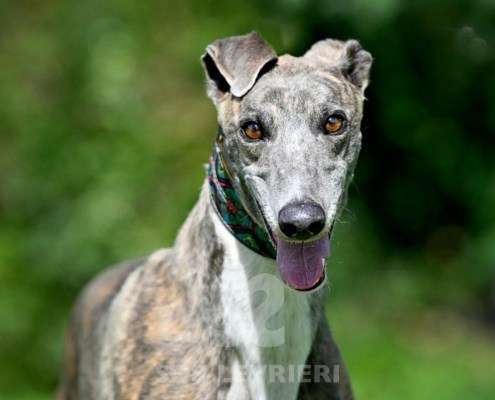 Galathea-Greyhound