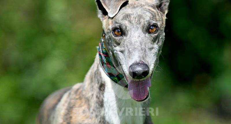 Galathea-Greyhound