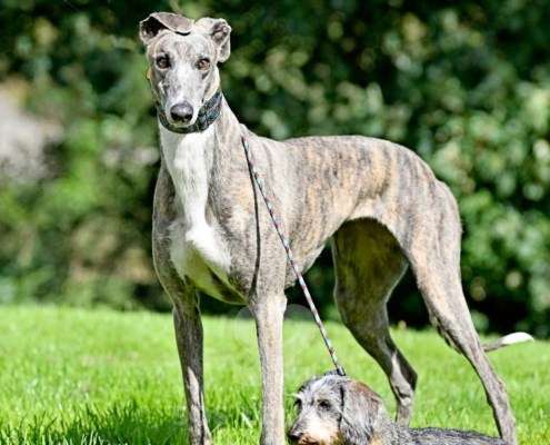 Galathea-Greyhound