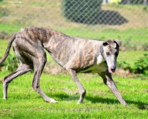 Galathea-Greyhound