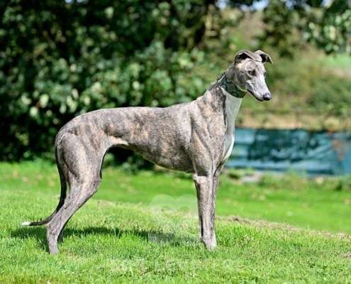 Galathea-Greyhound