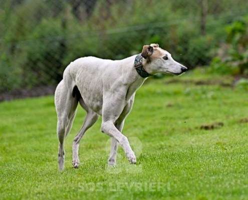 Lily-Greyhound