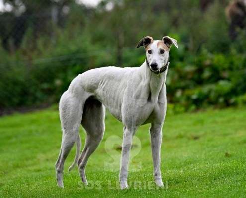 Lily-Greyhound