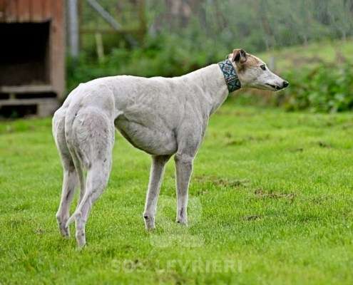 Lily-Greyhound