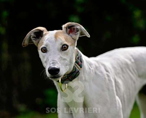 Lily-Greyhound