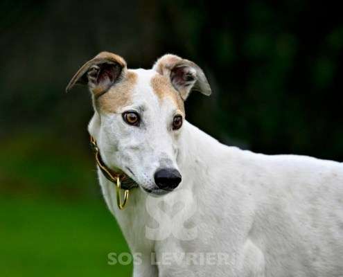 Lily-Greyhound