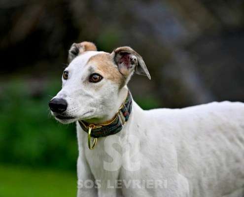 Lily-Greyhound