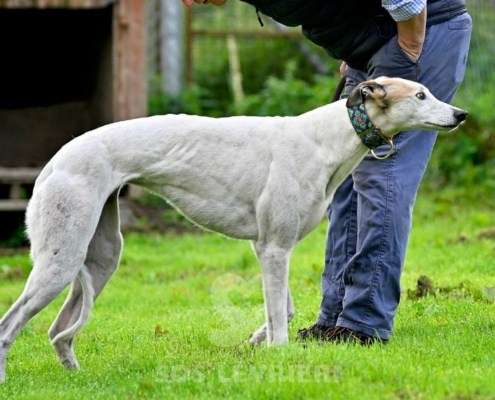 Lily-Greyhound