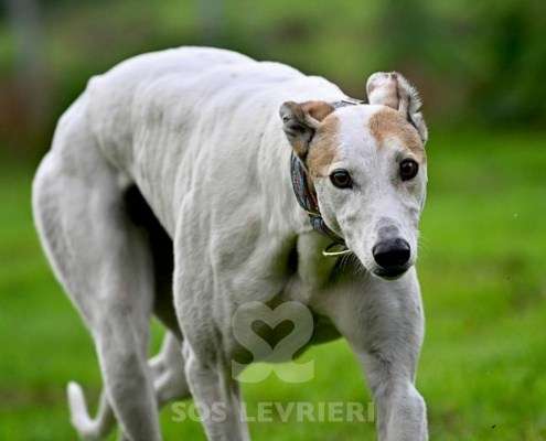 Lily-Greyhound