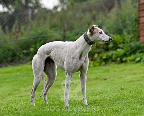 Lily-Greyhound