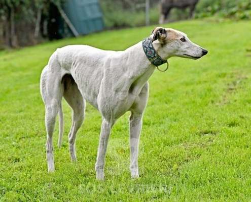 Lily-Greyhound