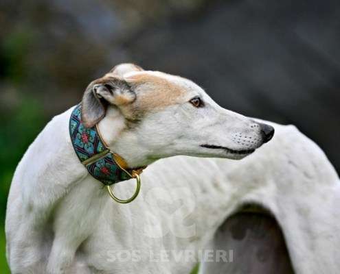 Lily-Greyhound