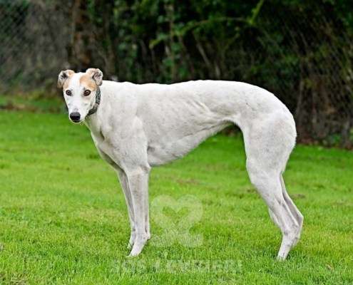 Lily-Greyhound