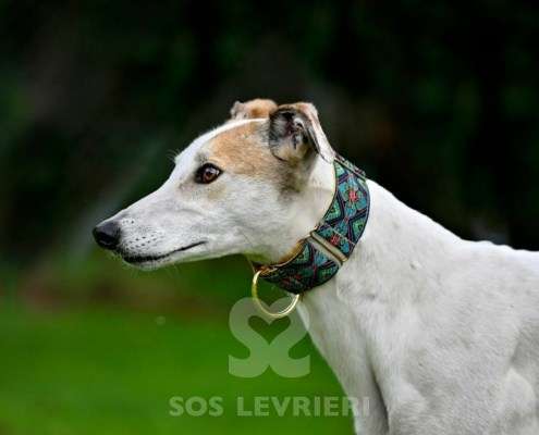 Lily-Greyhound