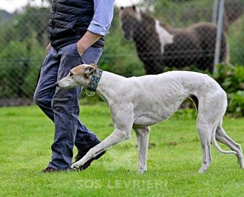 Lily-Greyhound