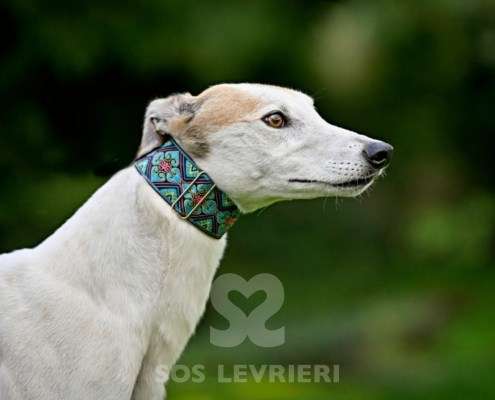 Lily-Greyhound