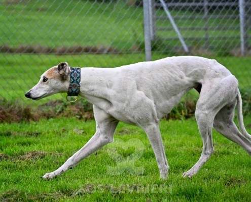 Lily-Greyhound