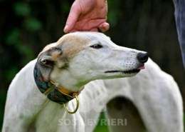 Lily-Greyhound