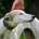 Lily-Greyhound