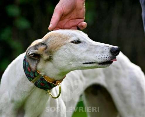 Lily-Greyhound