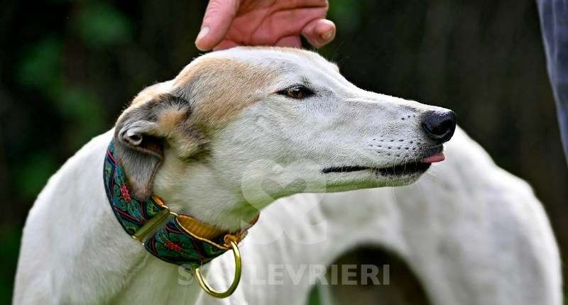 Lily-Greyhound