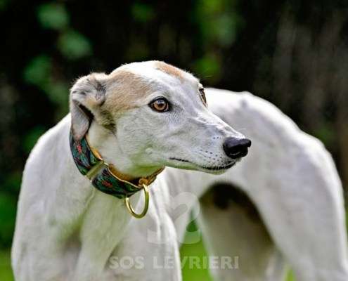 Lily-Greyhound