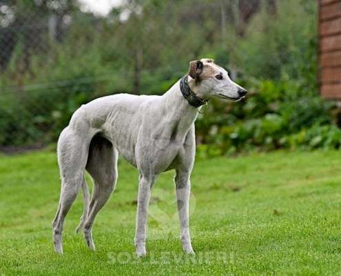 Lily-Greyhound