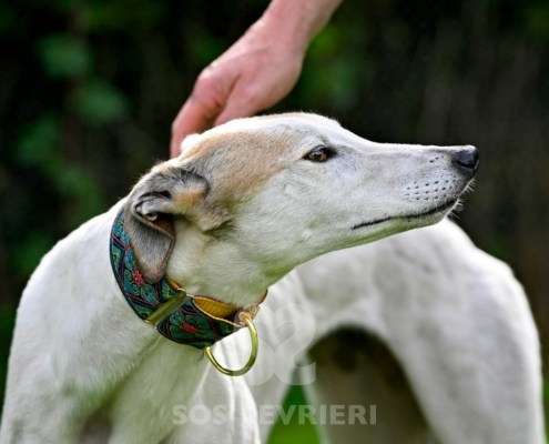 Lily-Greyhound
