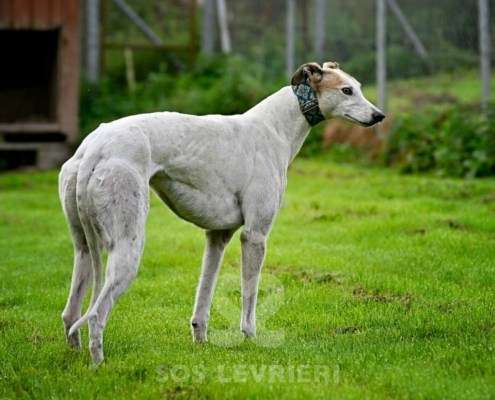 Lily-Greyhound