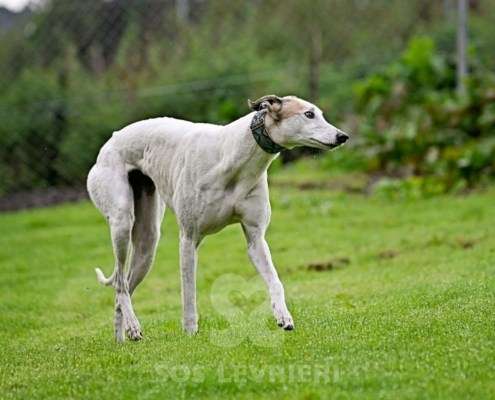 Lily-Greyhound