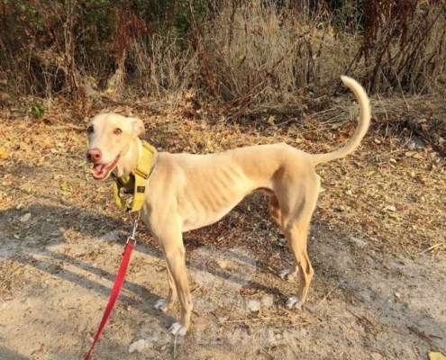 Mario-Galgo