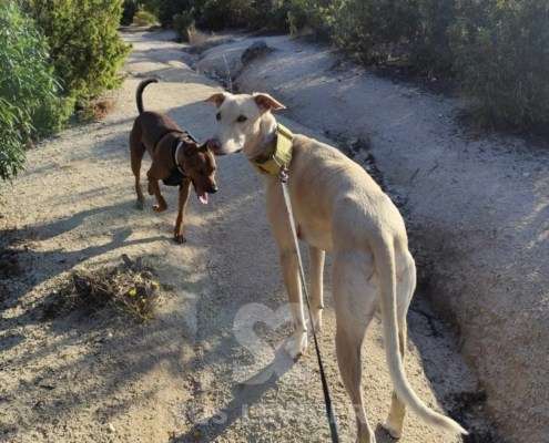 Mario-Galgo