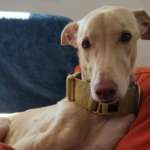 Mario-Galgo