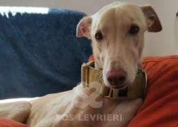 Mario-Galgo