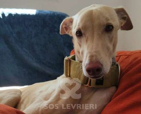 Mario-Galgo
