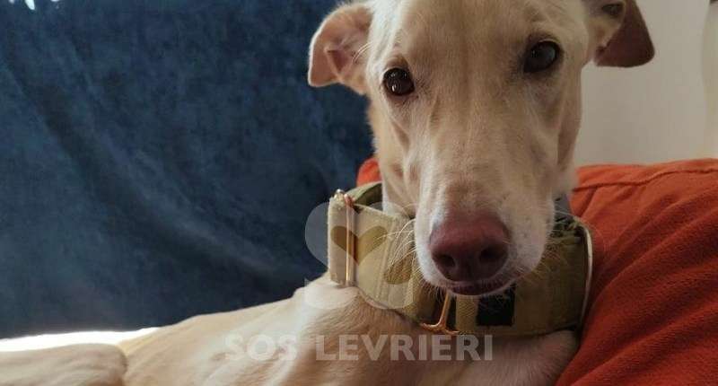 Mario-Galgo