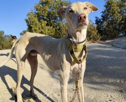 Mario-Galgo