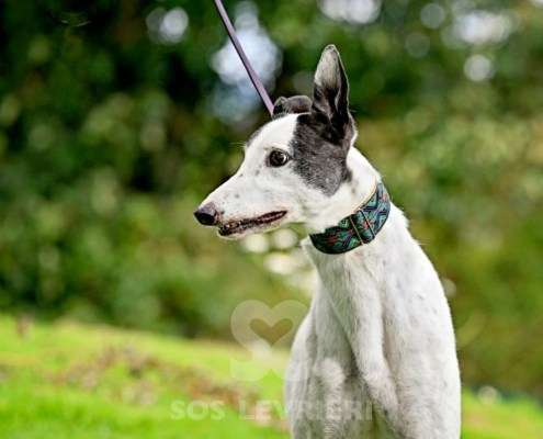 MaryJean-Greyhound