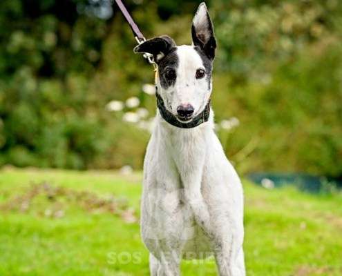 MaryJean-Greyhound