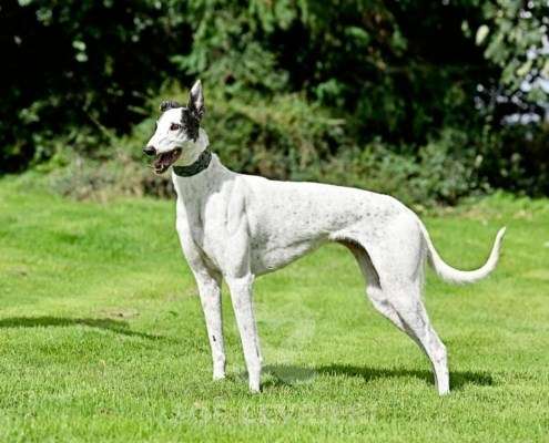 MaryJean-Greyhound