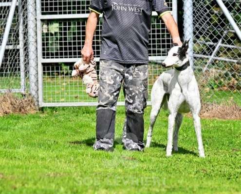 MaryJean-Greyhound