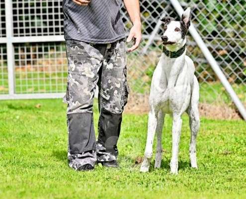 MaryJean-Greyhound
