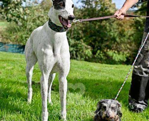 MaryJean-Greyhound