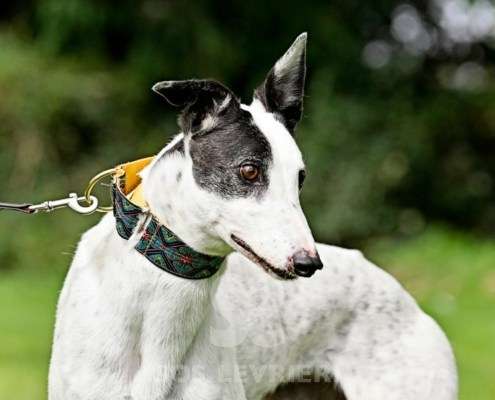 MaryJean-Greyhound