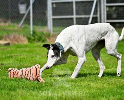 MaryJean-Greyhound