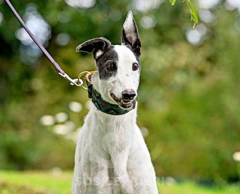 MaryJean-Greyhound